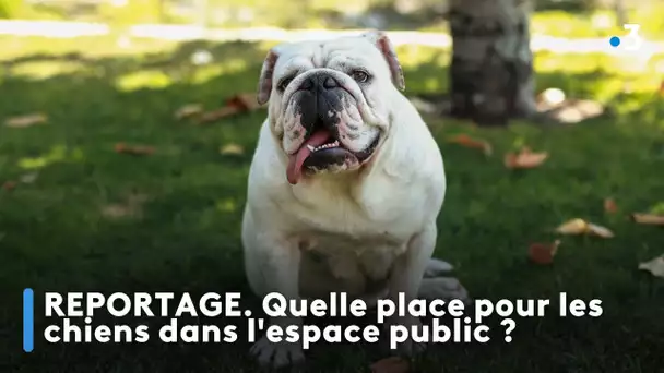 REPORTAGE. Quelle place pour les chiens dans l'espace public ?