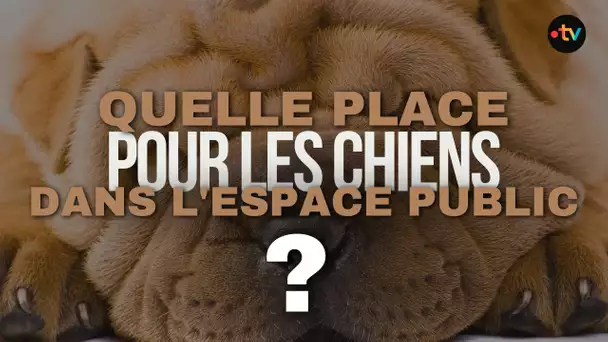 REPORTAGE. Quelle place pour les chiens dans l'espace public ?