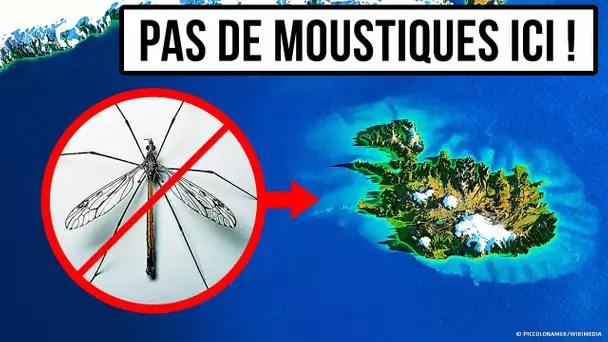 Le Seul Endroit Sur Terre où il n’y a Pas de Moustiques