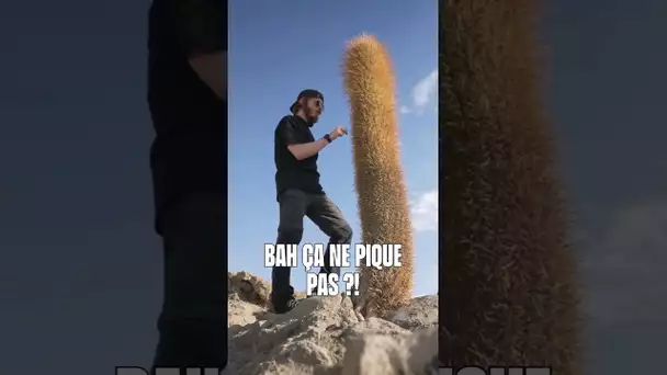 CYRILmp4 vs Cactus #nature #humour