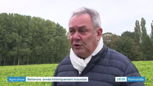 Premier bilan de la récolte de betterave 2020 dans l'Eure