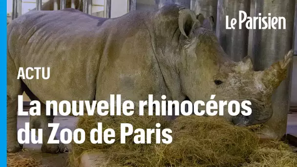 D’Ora, la première femelle rhinocéros blanc au zoo de Vincennes