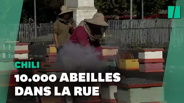 Au Chili, ces apiculteurs font manifester leurs abeilles
