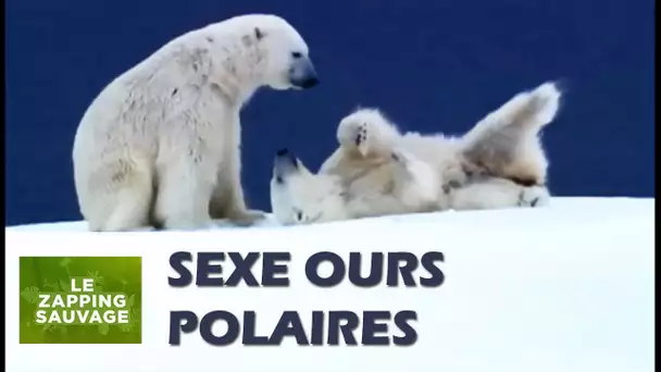 Sexe : doux comme un ours polaire ? - ZAPPING SAUVAGE 38