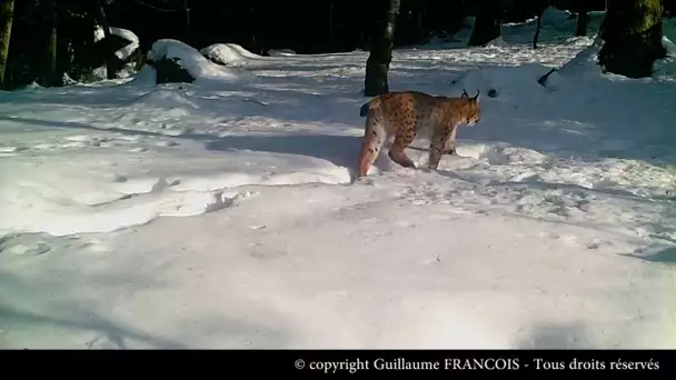 Lynx mâle dans la neige - © Guillaume François
