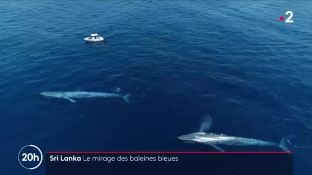 Sri Lanka : Le mirage des baleines bleues