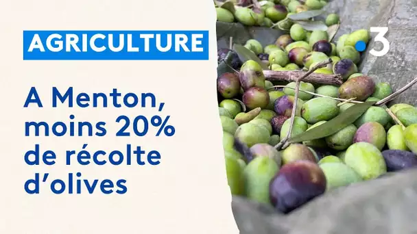 Récolte des olives près de Menton : moins de 20%