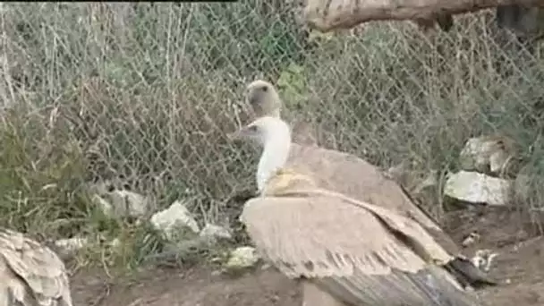Les vautours du VERCORS