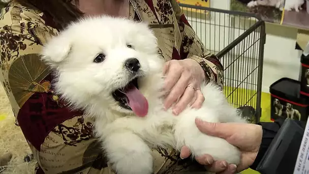 Animal Show, quand chats et chiens tiennent salon