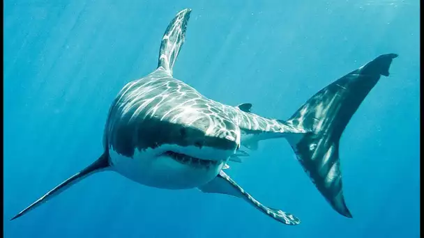 Le grand requin blanc a un camouflage inattendu - ZAPPING SAUVAGE