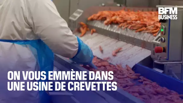 On vous emmène dans une usine de crevettes