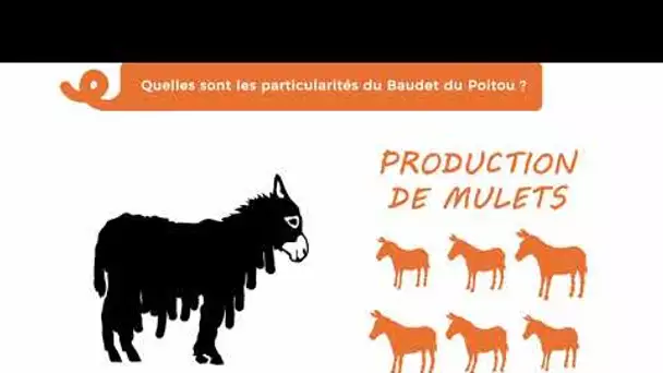 Les ? de #Noa 66 : Quelles sont les particularités du baudet du Poitou ?