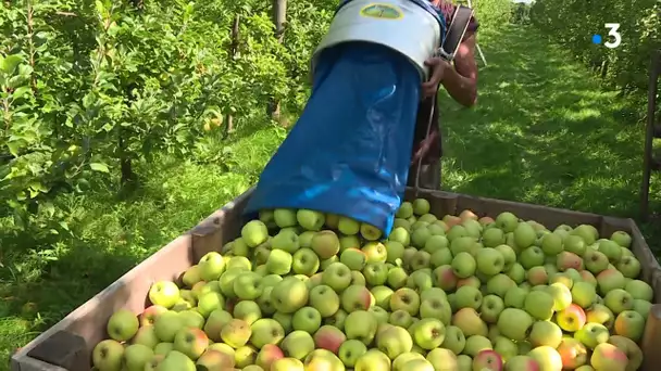 Campagne de recrutement des cueilleurs de pommes en Limousin