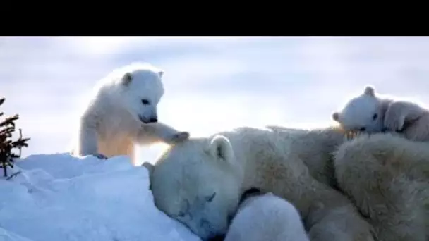 Au pays de l&#039;ours blanc - Documentaire animalier