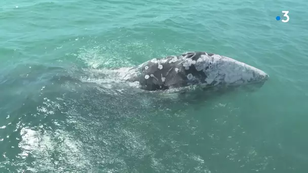 Près de Montpellier : une baleine grise de 8 mètres observée au large de Palavas