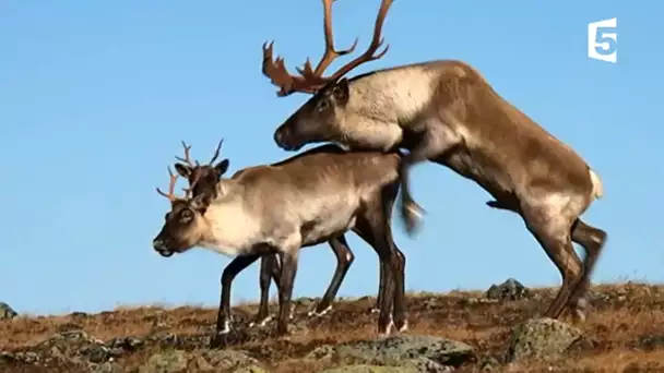 Sexe : l&#039;accouplement des caribous - ZAPPING SAUVAGE