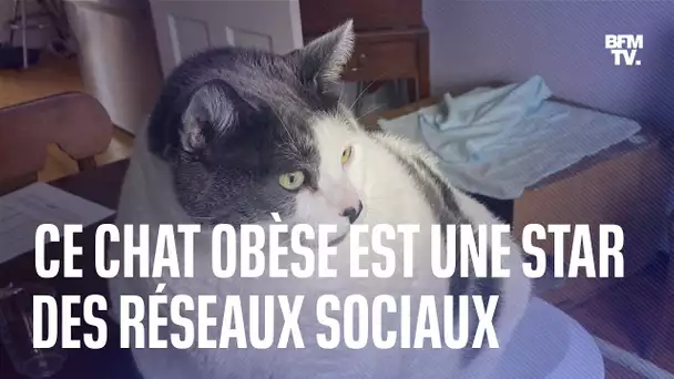 Ce chat obèse est une véritable star des réseaux sociaux