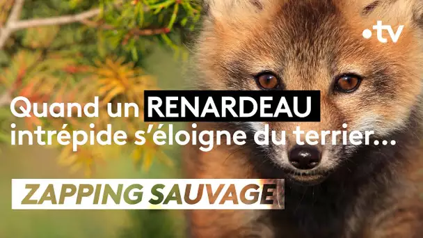 Un renardeau s'aventure en dehors de son terrier, à ses risques et périls - ZAPPING SAUVAGE