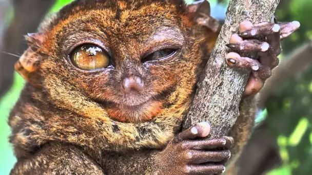 Tarsier : le mini primate carnivore - ZAPPING SAUVAGE