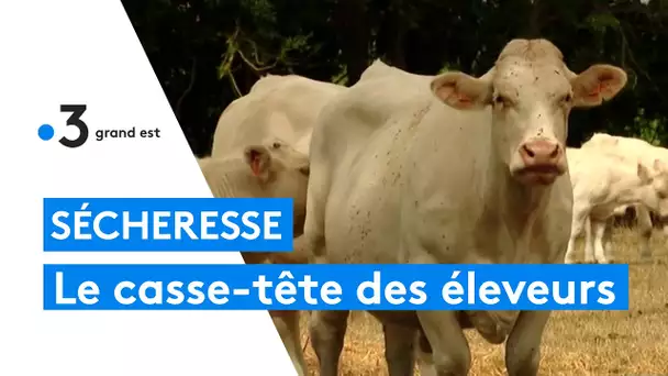 Sécheresse : le casse-tête des éleveurs