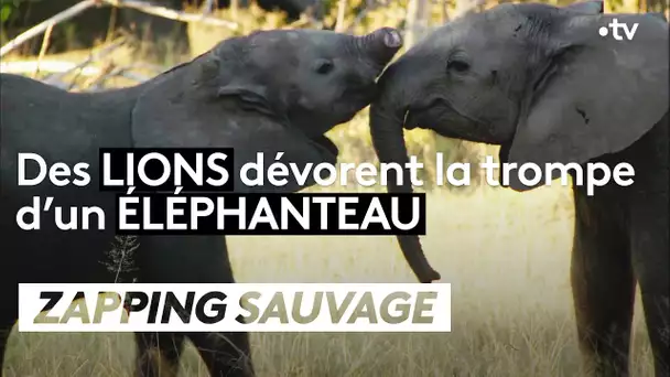 Des lions dévorent la trompe d'un éléphanteau - ZAPPING SAUVAGE