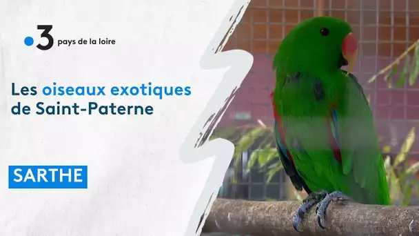 Sarthe : Les oiseaux exotiques de Saint-Paterne
