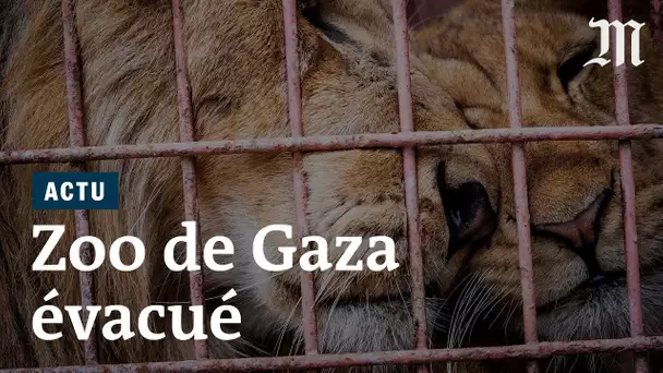 Zoo de Gaza : des dizaines d’animaux à l’abandon évacués