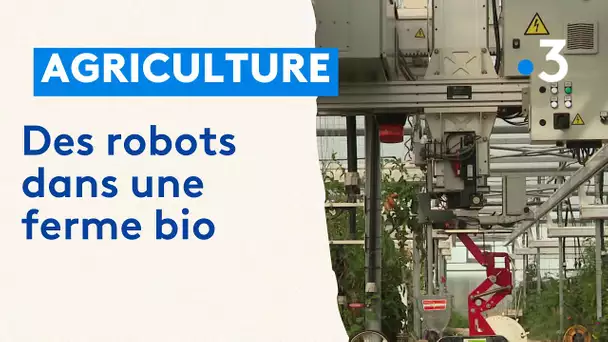 Des robots dans une ferme bio