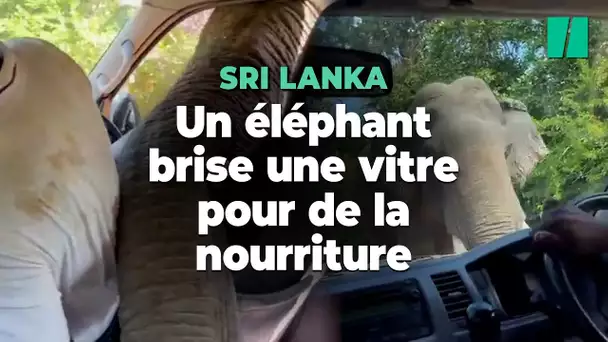 Cet éléphant avait visiblement faim, au point de briser la vitre d’une voiture