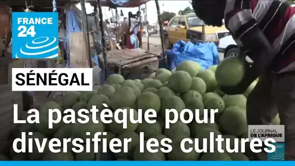 Sénégal : la pastèque pour diversifier les cultures des agriculteurs • FRANCE 24