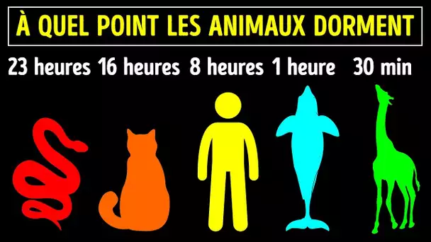 Les Animaux Qui Dorment Le Plus !