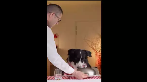 Ce chien mange mieux que nous !