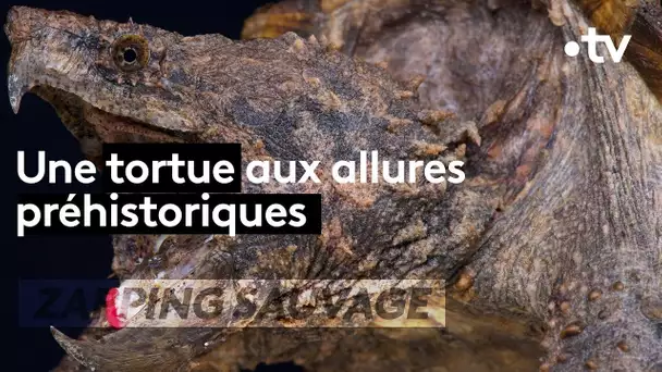 Tortue alligator : la machine de guerre - ZAPPING SAUVAGE