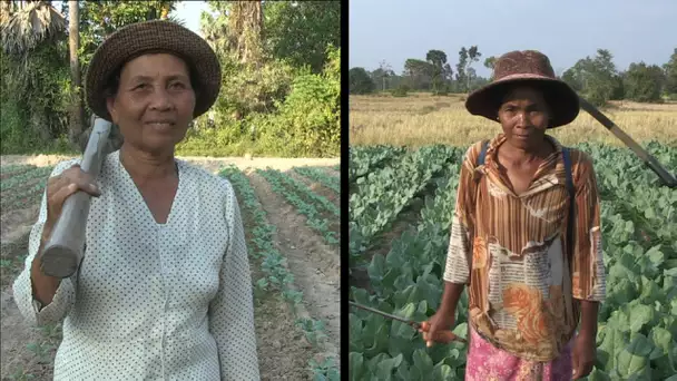 Sok Sabaï ! Bonnes nouvelles du Cambodge - Reportage : Agro-écologie vs pesticides