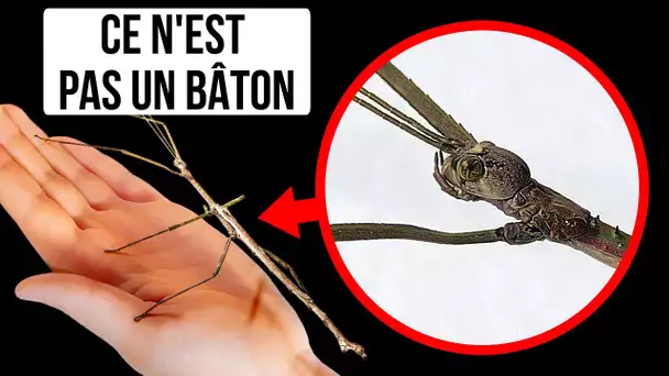 25+ Insectes Extrêmes Que Tu Peux Regarder, Mais Que Tu Ne Peux Pas Toucher