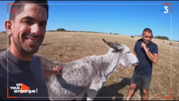 Angé (Loir-et-Cher) : David Forge découvre un élevage d'ânes dans "On vous embarque !"