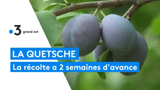 La quetsche : la récolte a commencé avec 2 semaines d'anvance