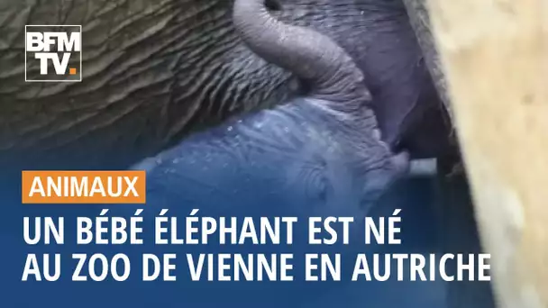 Un bébé éléphant est né au zoo de Vienne en Autriche