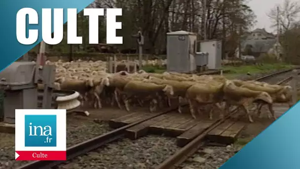 Aléas : Les moutons face à la SNCF | Archive INA