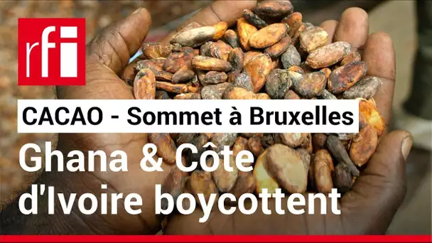 Cacao : pour la défense des producteurs, Côte d'Ivoire et Ghana boycottent un sommet à Bruxelles