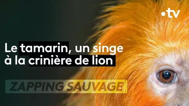 Un singe qui se prend pour un lion - ZAPPIN SAUVAGE