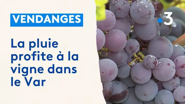 Pluie bienfaitrice pour les vignes varoises en cette période de vendange