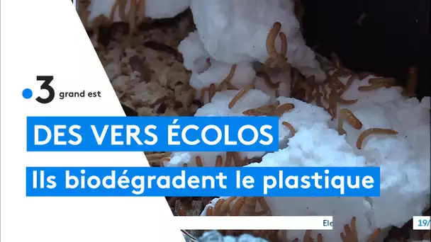 Metz : un étudiants crée sa ferme à insectes pour dégrader le plastique