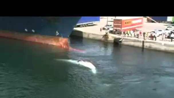 Une baleine retrouvée morte à la proue d&#039;un cargo à Marseille