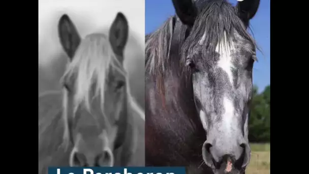 BATTLE des chevaux de trait : Comtois vs Percheron