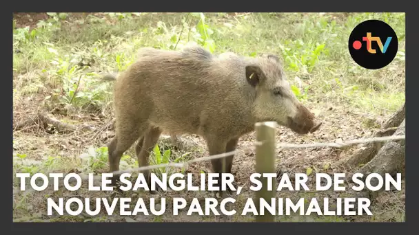 A peine arrivé, Toto le sanglier est déjà la star du parc animalier de Charleville-Mézières