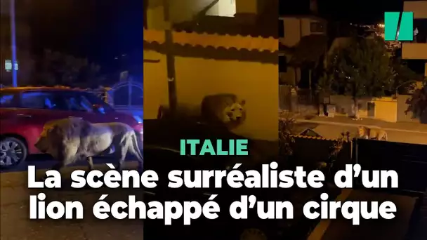 Les images stupéfiantes d’un lion échappé d’un cirque, en liberté près de Rome