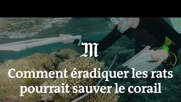 Comment éradiquer les rats pourrait sauver le corail