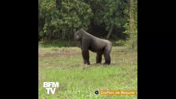 Deux gorilles du zoo de Beauval ont été réintroduites dans leur milieu naturel au Gabon
