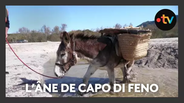 Rencontre sur les plages d’Ajaccio de Mourone, ce joli petit âne est chargé de la propreté du sable